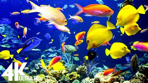 The Best 4k Aquarium 🐠 3 Hours Of Beautiful Coral Reef Fish Sleep
