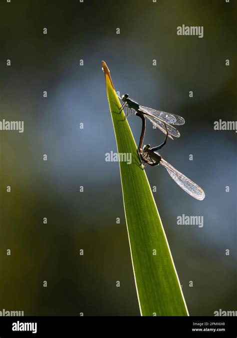 Dragonflydamselfly Couple Mating Stock Photo Alamy