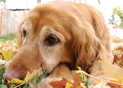 How To Care For Golden Retrievers Vida Veterinary Care