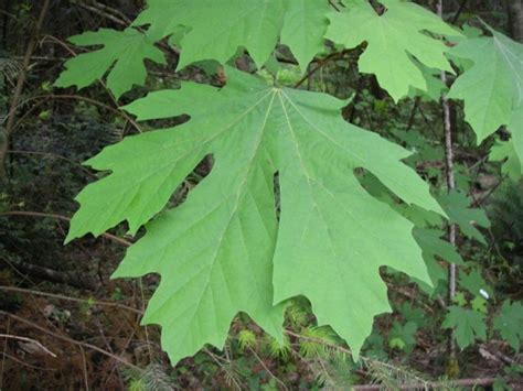 Big Leaf Maple Acer Macrophyllum Native Plants Pnw