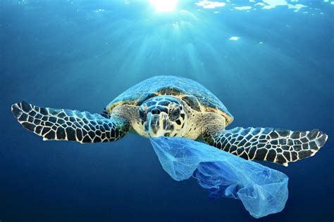 Breaking New Report By Oceana Finds That Plastic Pollution Is