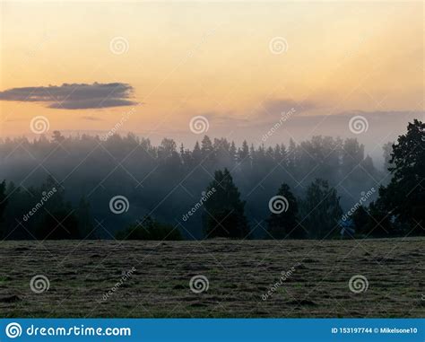 Trees And Morning Fog Stock Photo Image Of Forest 153197744