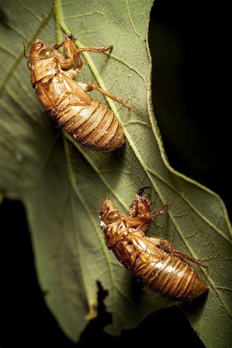 No Need To Be Alarmed — Its Just Millions Of Mating Cicadas