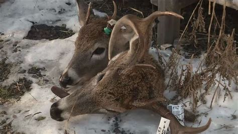 Gun Deer Hunting Kicks Off In Wisconsin Fox21online