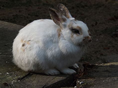 Wie oft sollte man das haus für kleintiere säubern? Hauskaninchen (Tierpark Fauna) | Der Beutelwolf-Blog