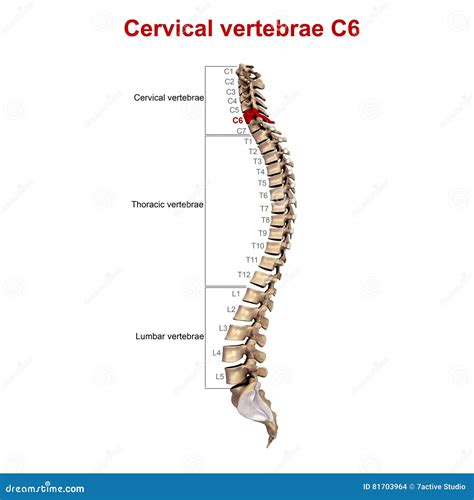 Cervical Vertebrae C6 Stock Photo Image Of Anatomy Spine 81703964