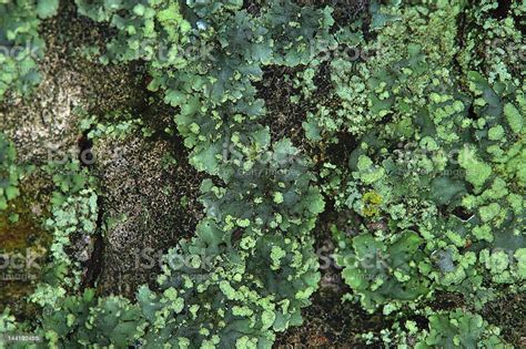 Mold On Tree Stock Photo Download Image Now Cute Forest Fungal