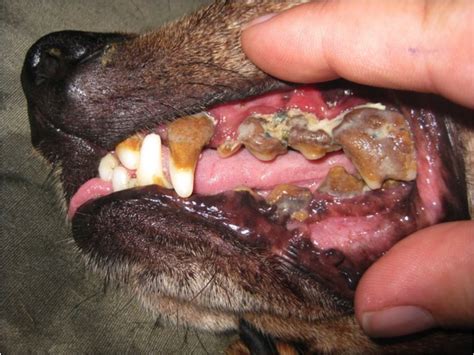 Also known as cuspids, eye teeth, and fangs, a dog's maxillary canine teeth are those two long pointed teeth on each side of their mouth just behind the. 10 Tips To Help Prevent And Treat Dental Disease In Dogs