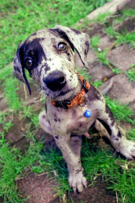 Search tampa dog rescues and shelters here. Puppy great dane | Beautiful puppy, Puppies, Cute puppies