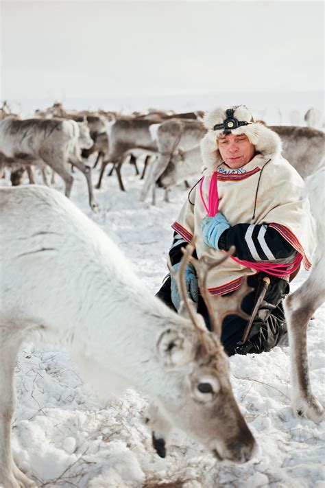 Sami Reindeer People Culture
