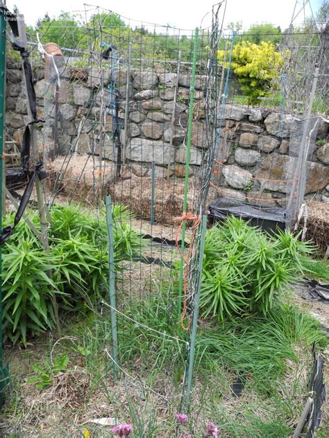 Try to ensure that the trellis, teepee, fencing, or. Vegetable Gardening: Pole Bean and Cucumber Support Ideas ...