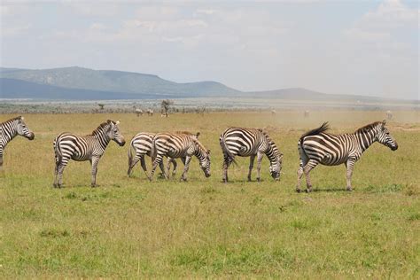 Masai Mara National Reserve Good To Know Basecamp Explorer