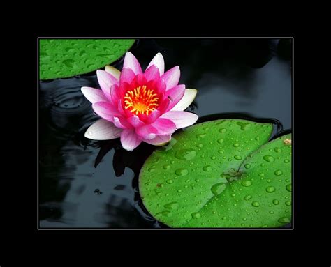Don't forget to confirm subscription in your email. Water Lily Quotes. QuotesGram