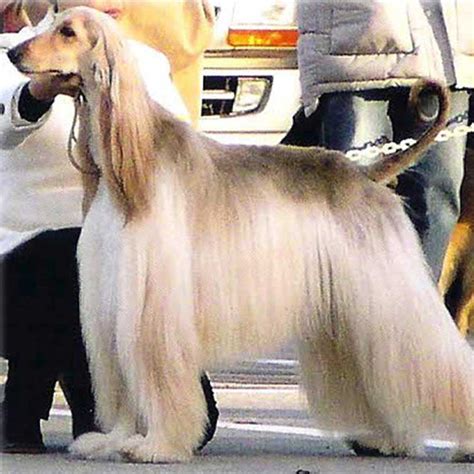 We did not find results for: 120621sara アフガンハウンド ぬいぐるみ 犬 猫 リアル ペット ...