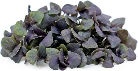 Micro Opal Basil Information Recipes And Facts