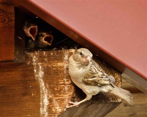 Sparrow Nests Where To Find Them What They Look Like And More