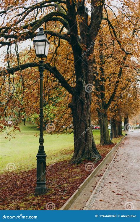 Beautiful Autumn Alley In A Park With Trees And Yellow Leaves Stock