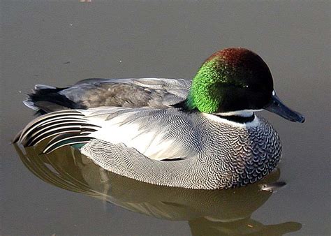 Vogelgids Falcated Duck Mareca Falcata Sierwatervogelsnl