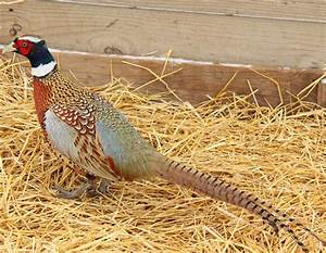 Chinese Ringneck Pheasant History Information Facts