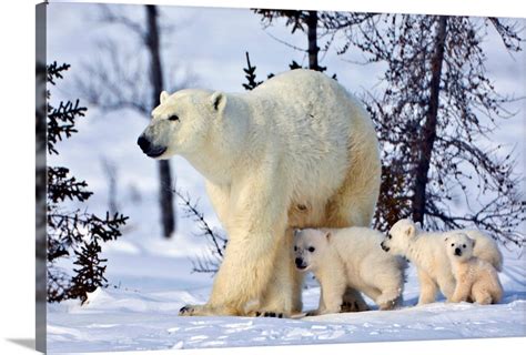 Mother Polar Bear With Three Cubs On The Tundra Wapusk National Park
