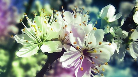 Please contact us if you want to publish a cute flower wallpaper on. PC Wallpaper Spring Flowers | Spring flowers, Wallpaper ...