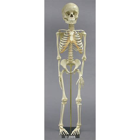 We did not find results for: Child Skeleton - 5 Year Old