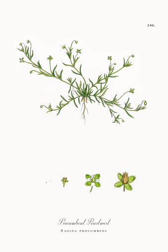 Procumbent Pearlwort Sagina Procumbens Victorian Botanical Illustration