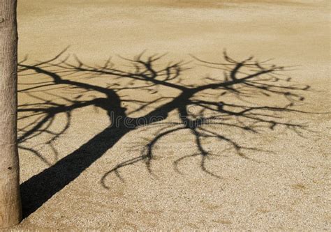 Tree Shadow Stock Photo Image Of Branch Shadow Sand 2620702