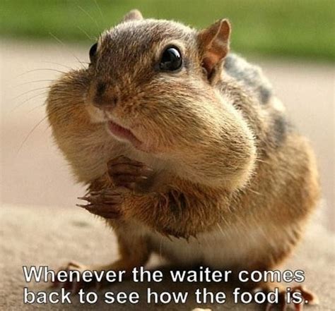 Funny Squirrel Nuts Eat Food Best Funny Pictures Funny Animals
