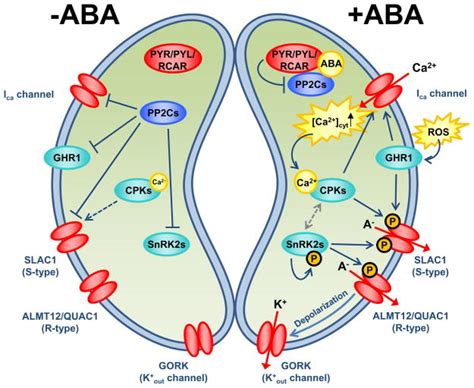 Mechanisms Of Abscisic Acid Mediated Control Of Stomatal Aperture