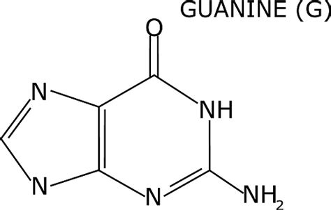 Ilustración De Estructura Molecular De Guanina Aislada Sobre Fondo