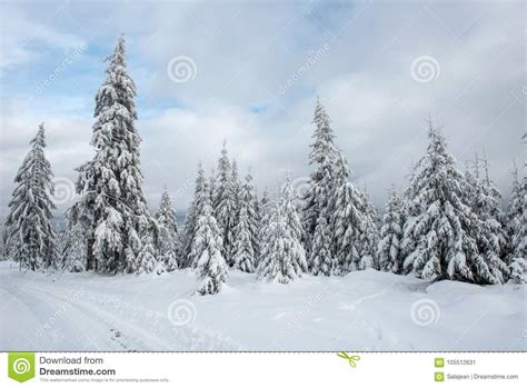 Magical Snow Covered Fir Trees In The Mountains Stock Image Image Of