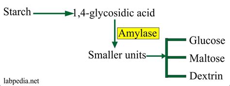 Amylase Level Serum