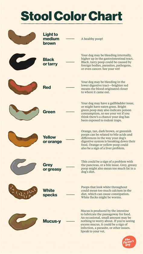 What it means if there's blood in your dog's stool