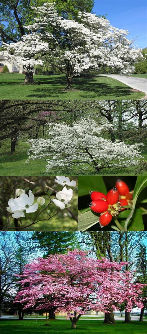 Flowering dogwood trees can be found from toronto south to the gulf coast and from southern. Flowering Dogwood (Cornus Florida) - Zone 5-9 Filtered ...