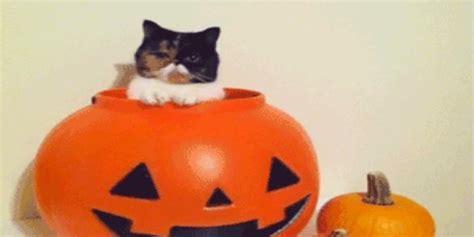 21 Amazing S Of Dogs And Cats In Halloween Costumes Huffpost Uk