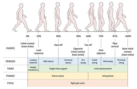 2 Visual Illustration Of Gait Phases And The Correponding Terminology