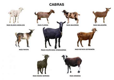 Different Types Of Dairy Goats