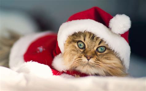Merry Christmas Wallpapers Cat Hd Desktop Wallpapers 4k Hd