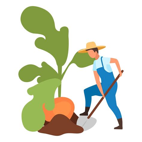 Autumn Harvest Flat Vector Illustration Farmer Harvesting Big Turnip