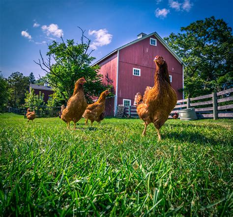 Chickens On A Farm Photograph Etsy Bright Background Fine Art