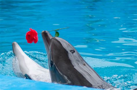 Дельфины красивые картинки 40 фото