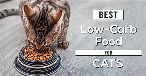 Here's how to spot unhealthy carbs and make better choices from the menu. The 8 Best Low-Carb Cat Food of 2020 - Pet Cat Friends