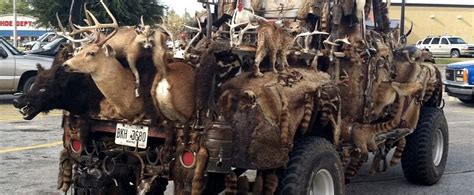 Animal cells have counters that keep track. Furry Truck Is an Animal Lover's Nightmare, a Taxidermist ...