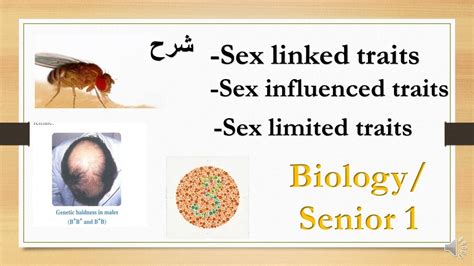 Sex Linked Traits Sex Influenced Traits And Sex Limited Traits Biology 1 St Secondary شرح