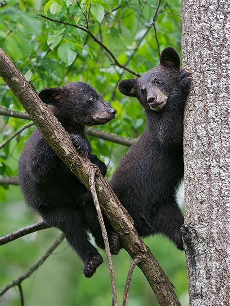 Black Bear Cubs Sean Crane Photography