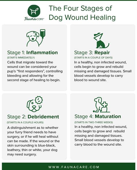The Four Stages Of Dog Wound Healing Fauna Care