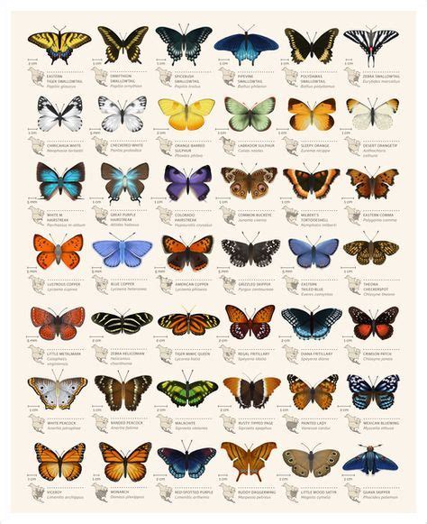 An Animated Chart Of 42 North American Butterflies Butterfly Poster