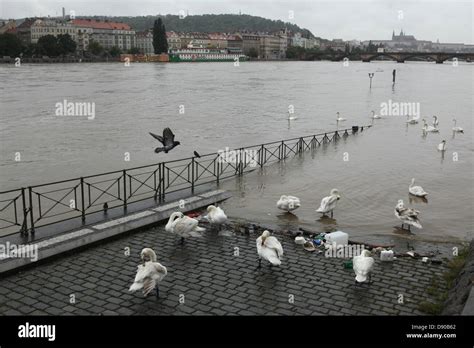 Swans Rest At The Embankment Flood In Prague Czech Republic On June