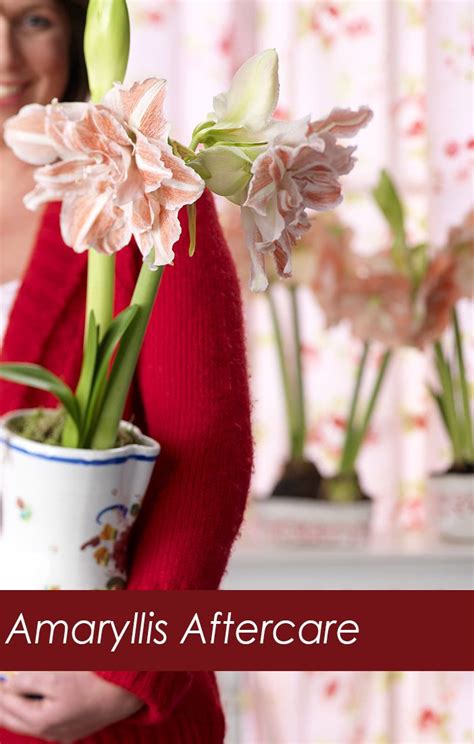 Jan 09, 2020 · at this stage in the growth of your amaryllis, you will need to decide if you want to keep it for next year's blooms or discard the bulb and start over next year with a new bulb. Amaryllis Aftercare - Bring Back Those Magnificent Blooms ...